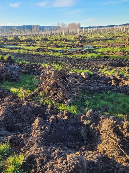 Vineyard posts removed for recycling